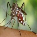 بیماری هایی که حشرات می توانند به انسان ها منتقل کنند